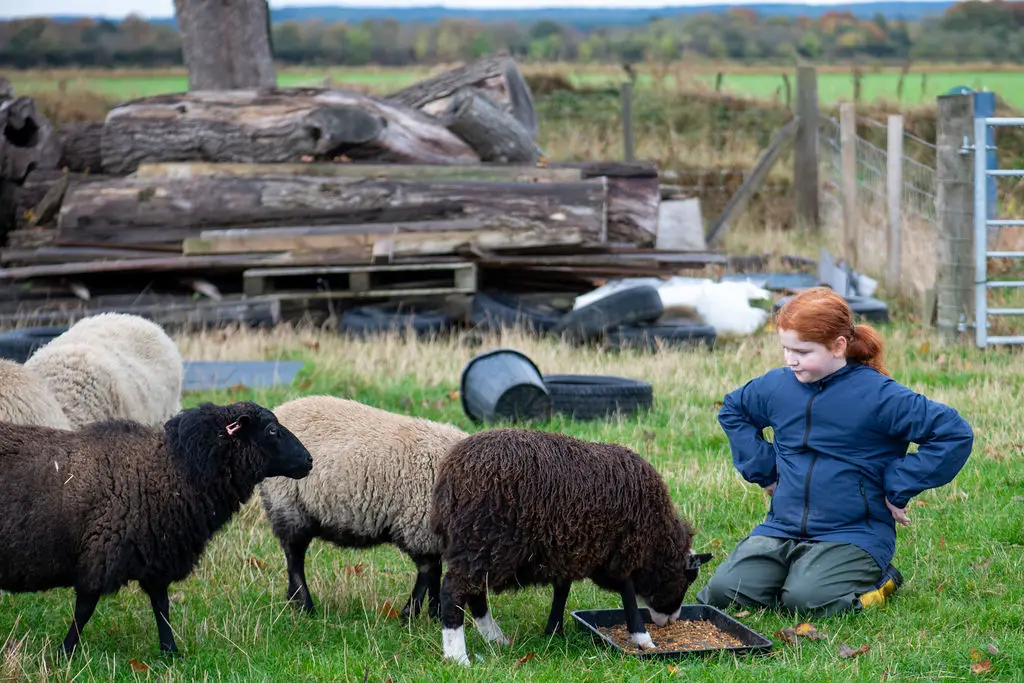 A young person kneeling in a field, feeding a small flock of sheep